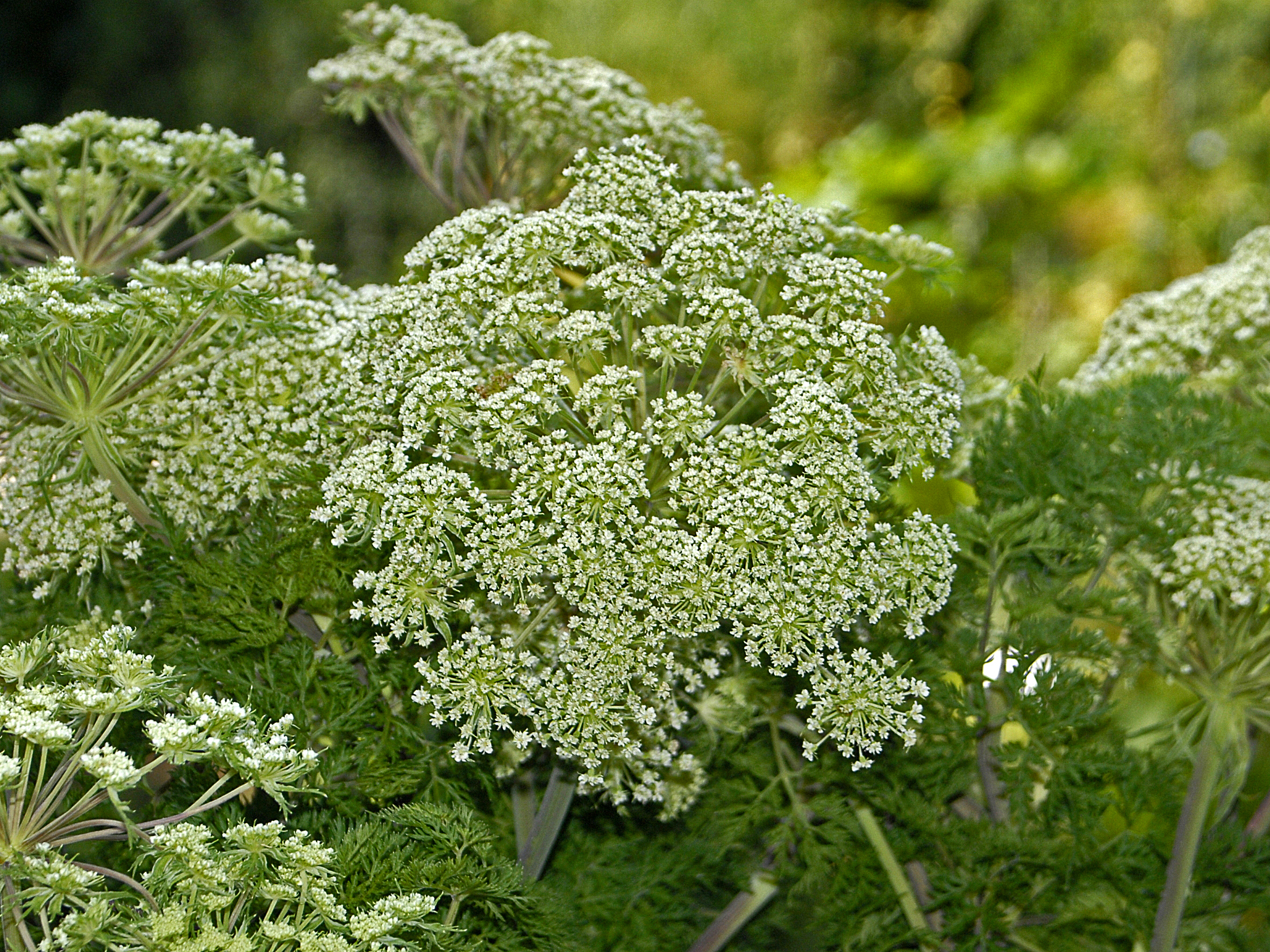 Selinum tenuifolium - Wikipedia