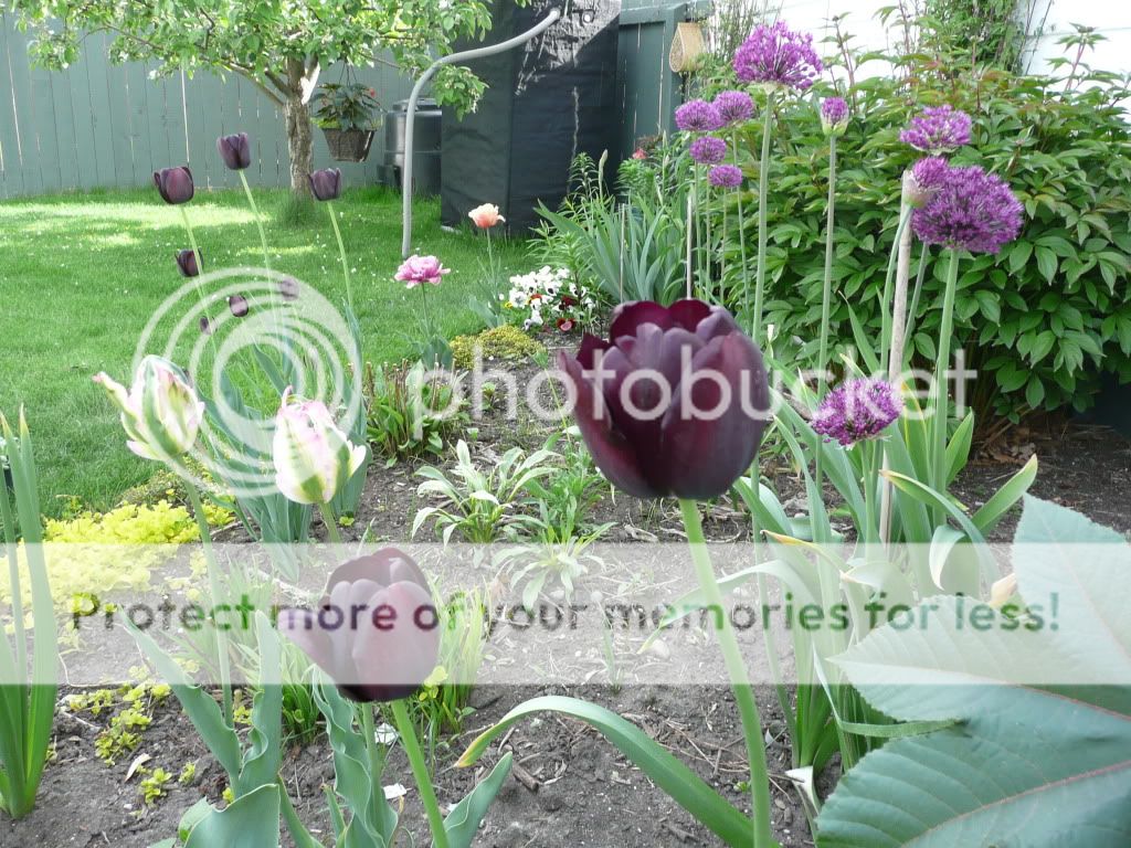 http://i899.photobucket.com/albums/ac192/JohnCm_bucket/003-5.jpg