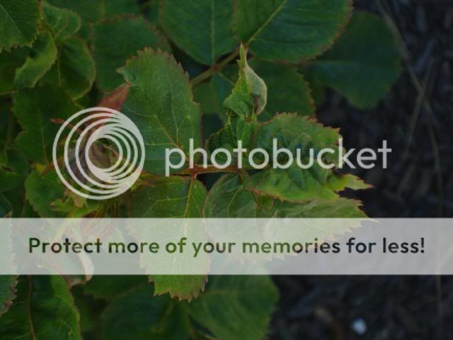 http://i963.photobucket.com/albums/ae111/gawiebe/Rose%20pests/DSC06149.jpg