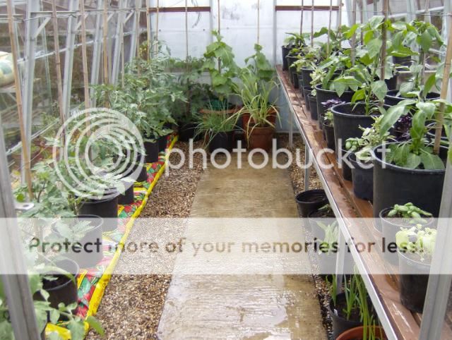 http://i1131.photobucket.com/albums/m551/lilylouise1/greenhouses001-1.jpg