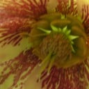patientgardener