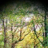 treehugger80