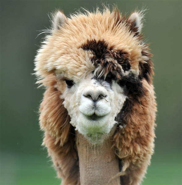 Image result for Funny Alpaca images