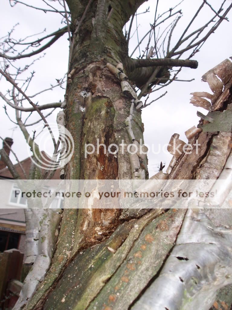 http://i232.photobucket.com/albums/ee192/thebear843/006.jpg