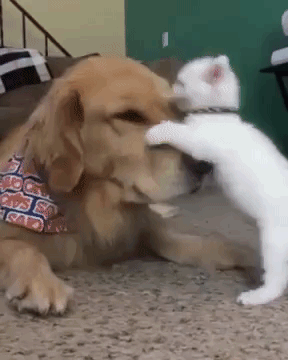 Image result for playful kittens gif