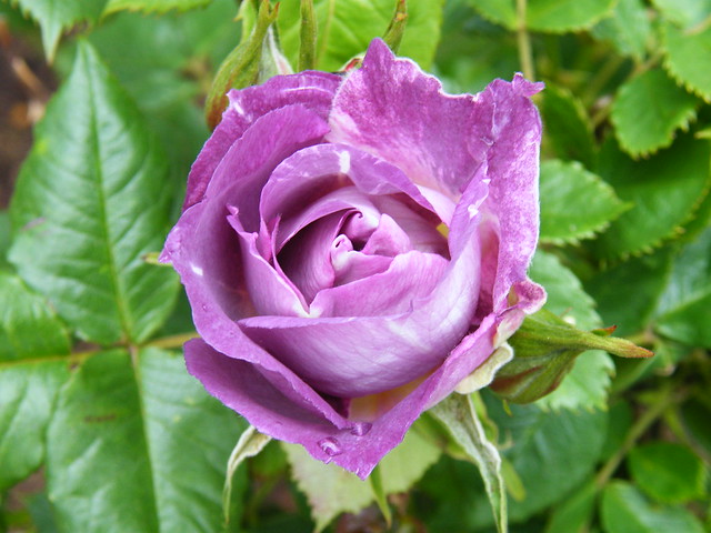 http://farm6.staticflickr.com/5510/9033276840_74fa5a8272_z.jpg