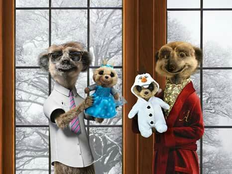 57 Aleksandr Sergei amp Oleg ideas in 2021  meerkat compare the market  baby meerkat