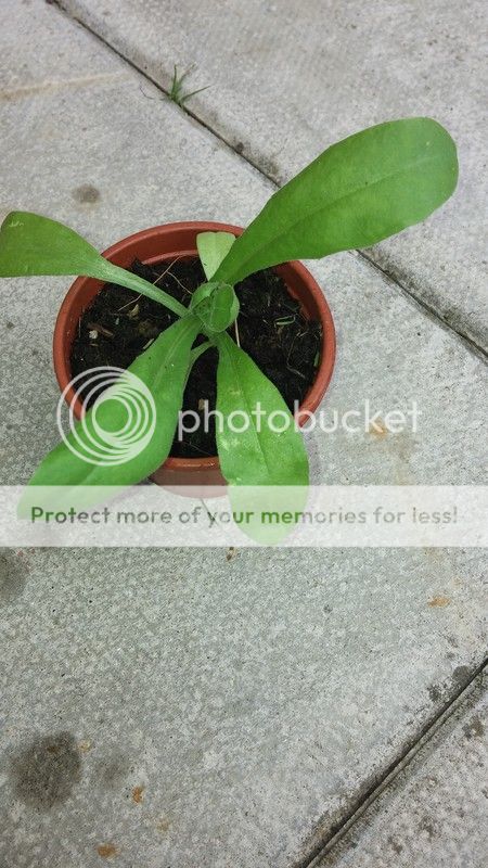 http://i83.photobucket.com/albums/j309/Cairnsie13/20150706_164758_zpsfscnapor.jpg