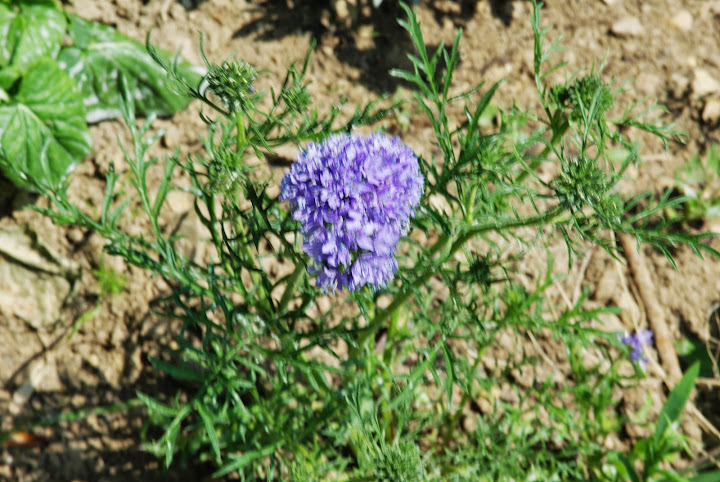 https://lh5.googleusercontent.com/-vslwQrS_lTQ/Ud7DF7NDv7I/AAAAAAAAEn8/KvpvRNjEZWw/s720/IMGP6021.JPG