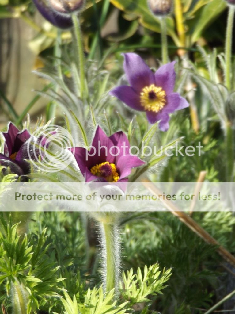 http://i1096.photobucket.com/albums/g322/katyhillskhills/DSCF1850_zpsaxgwg5td.jpg