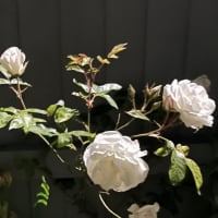 debra_poso_14186