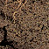 https://www.rhs.org.uk/assets/styles/images/bg/form-icon-Sand.png