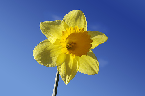 Daff Odil
