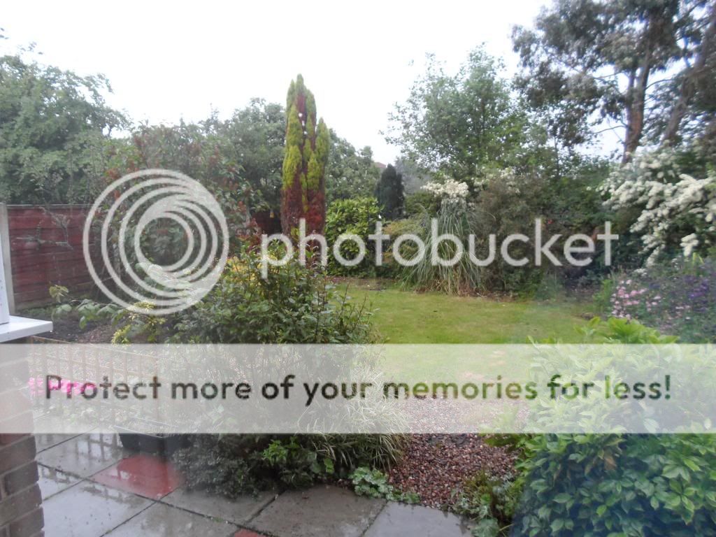 http://i1316.photobucket.com/albums/t612/toast_movg/2_zpsee95e2e8.jpg