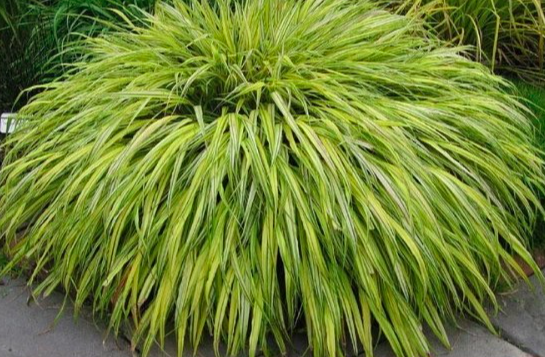 Hakonechloa macra amp39Aureolaamp39 - Xera Plants