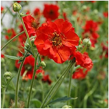 Geum chiloense Mrs Bradshaw  Hardy PerennialSeeds Amazoncouk Garden   Outdoors