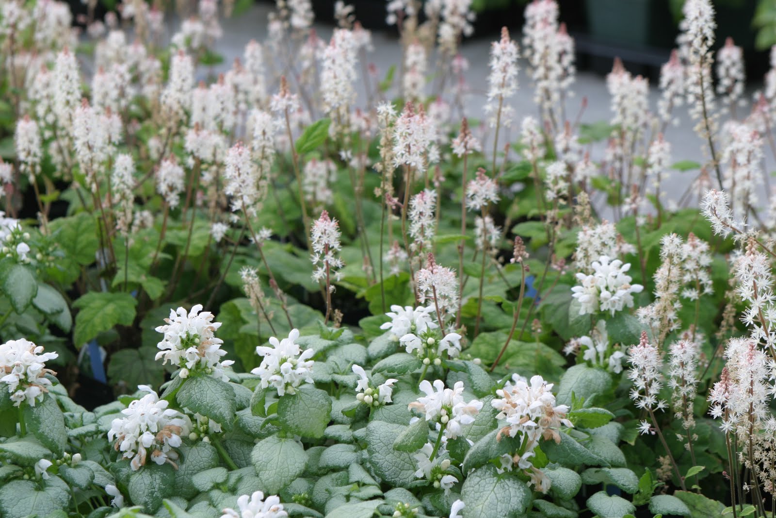 http://4.bp.blogspot.com/-BwMe41e53Uw/TcFZeywxytI/AAAAAAAAEac/-z0agQgIZNw/s1600/PS%2BLamium%2526%2BTiarella%2Bsp.JPG