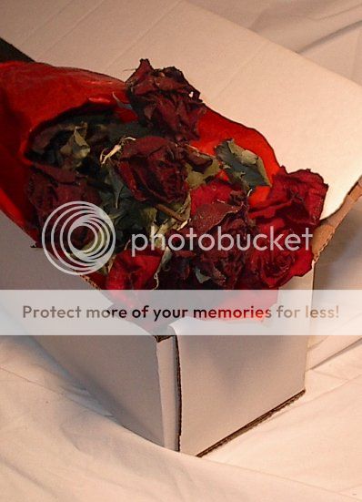 http://i1143.photobucket.com/albums/n627/thedogcody/1107152002doz_dead_zps531341a6.jpg