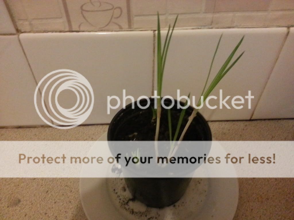 http://i1192.photobucket.com/albums/aa340/nivlac75/20130317_182418_zpsc4f7b81f.jpg