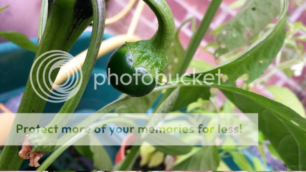 http://i819.photobucket.com/albums/zz113/LadyClarington/20140718_164041_zps3sij71vv.jpg