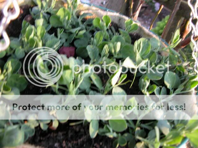 http://i27.photobucket.com/albums/c186/DavidKnapper/DSCN0430_zps87495e1a.jpg
