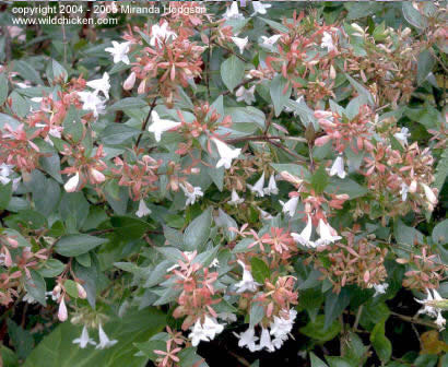 http://www.wildchicken.com/nature/garden/abelia_x_grandiflora.jpg