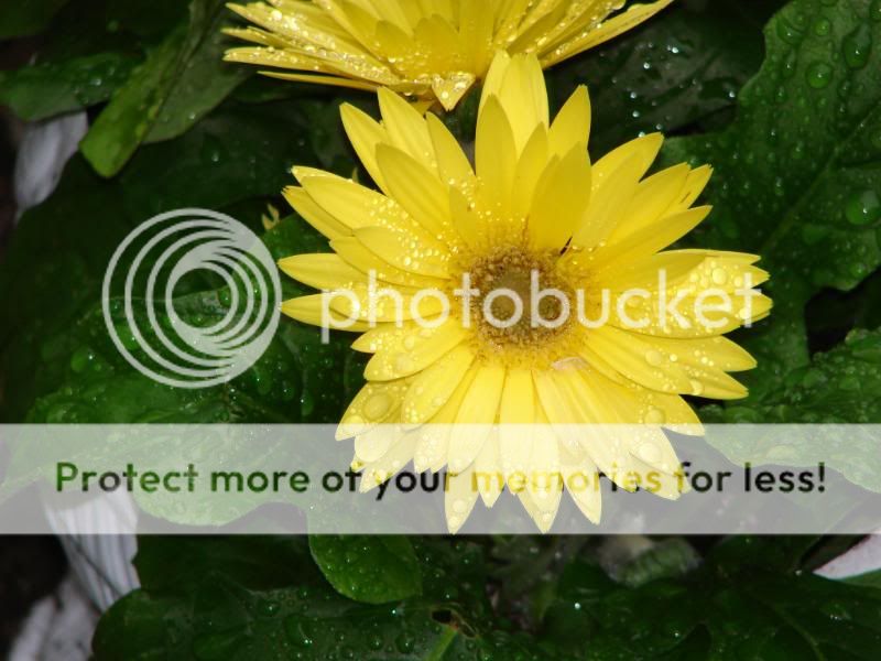http://img.photobucket.com/albums/v11/otnorot/All%20plants/204.jpg