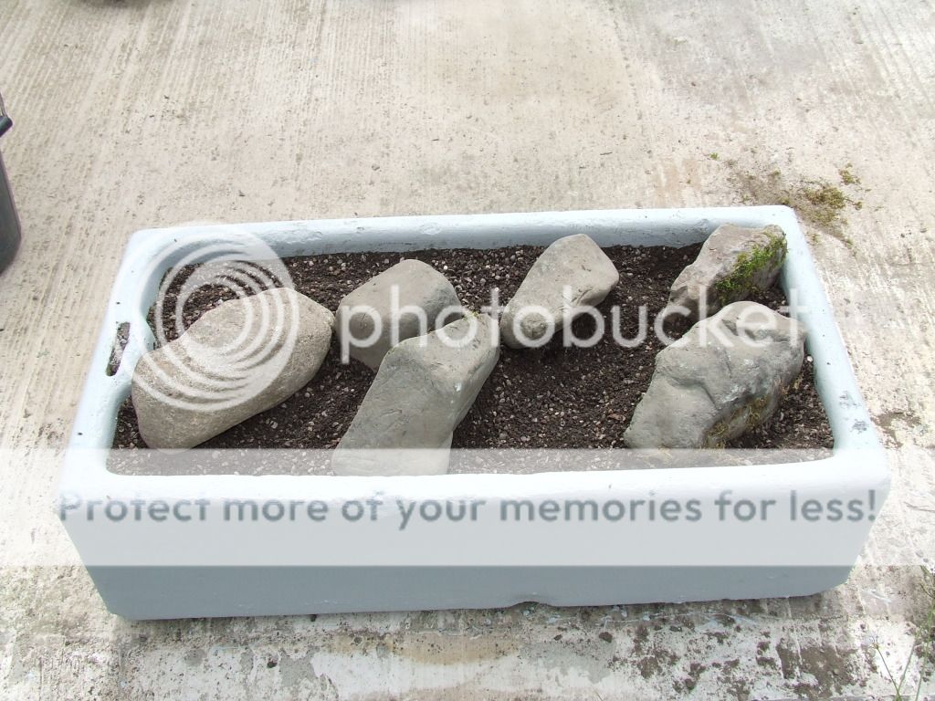 http://i703.photobucket.com/albums/ww32/Owdboggy/Sink%20garden/SouthportMay08etc026.jpg