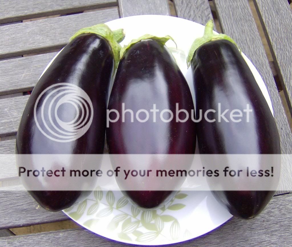 http://i1314.photobucket.com/albums/t566/esthergray1/aubergines003_zps473a3429.jpg
