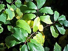 https://upload.wikimedia.org/wikipedia/commons/thumb/e/e8/Frangula_alnus_with_magnesium_deficiency.jpg/220px-Frangula_alnus_with_magnesium_deficiency.jpg