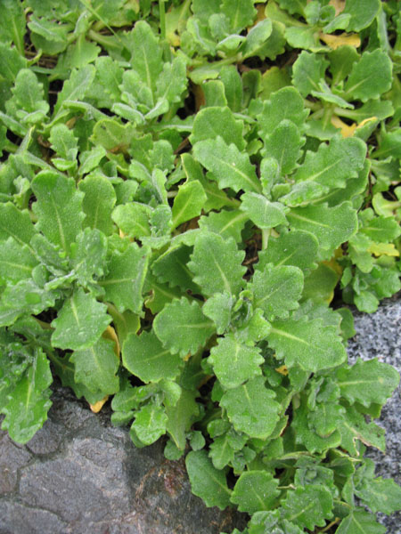 http://www.onlineplantguide.com/Image%20Library/A/18790.jpg