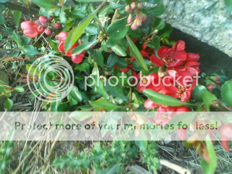 http://i20.photobucket.com/albums/b239/mattbeer87/RandomFlowers_zps02b5457a.jpg