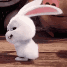Bunny Dance GIFs  Tenor
