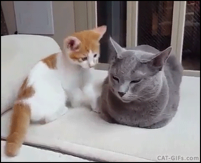 Image result for Playful kittens gif