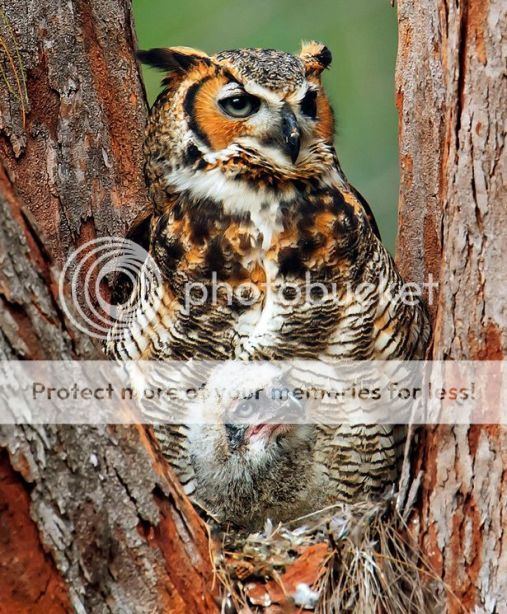http://i1143.photobucket.com/albums/n627/thedogcody/C2A3C2A3C2A3-The20baby20owl20camouf_zps9d735e37.jpg