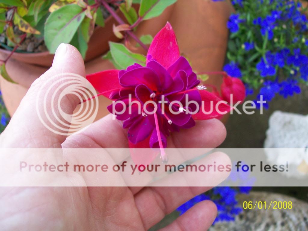 http://i1015.photobucket.com/albums/af278/bubbling_bubble_bee/gardening/fuschia3_zps40bc57e6.jpg