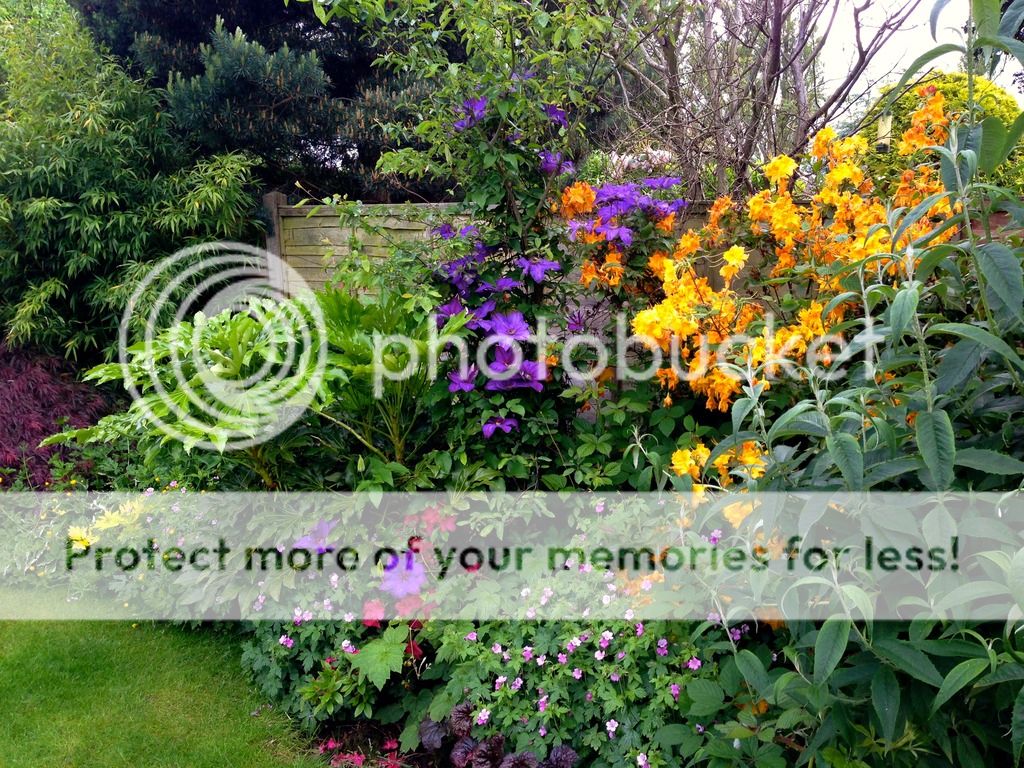 http://i232.photobucket.com/albums/ee192/thebear843/Garden/IMG_4769_zpsd8613qqb.jpg
