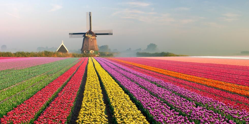 Tulip Fields in Europe - Beautiful Photos of Tulip Fields