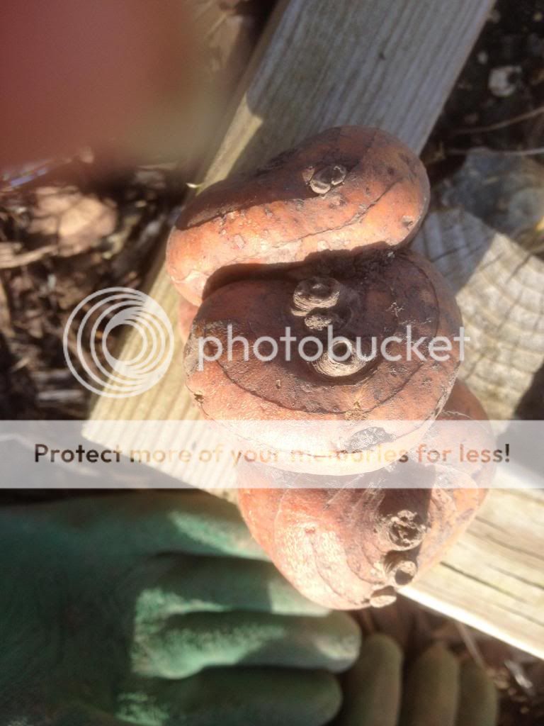 http://i1276.photobucket.com/albums/y466/econaturalist/IMG_0402_zpsa829c572.jpg
