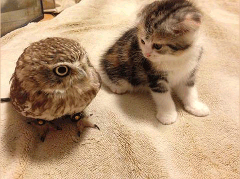 Image result for kitten and owl gif