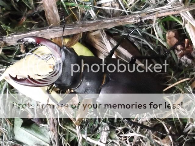 http://i1143.photobucket.com/albums/n627/thedogcody/chicken%20geoff/DSCF2625.jpg