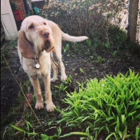 GardenerFromScratch