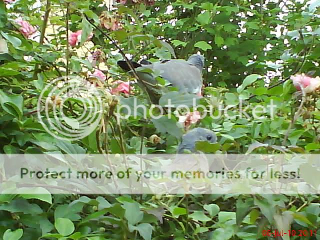 http://i1145.photobucket.com/albums/o502/lavenderlady1/Pigeons/Various034.jpg