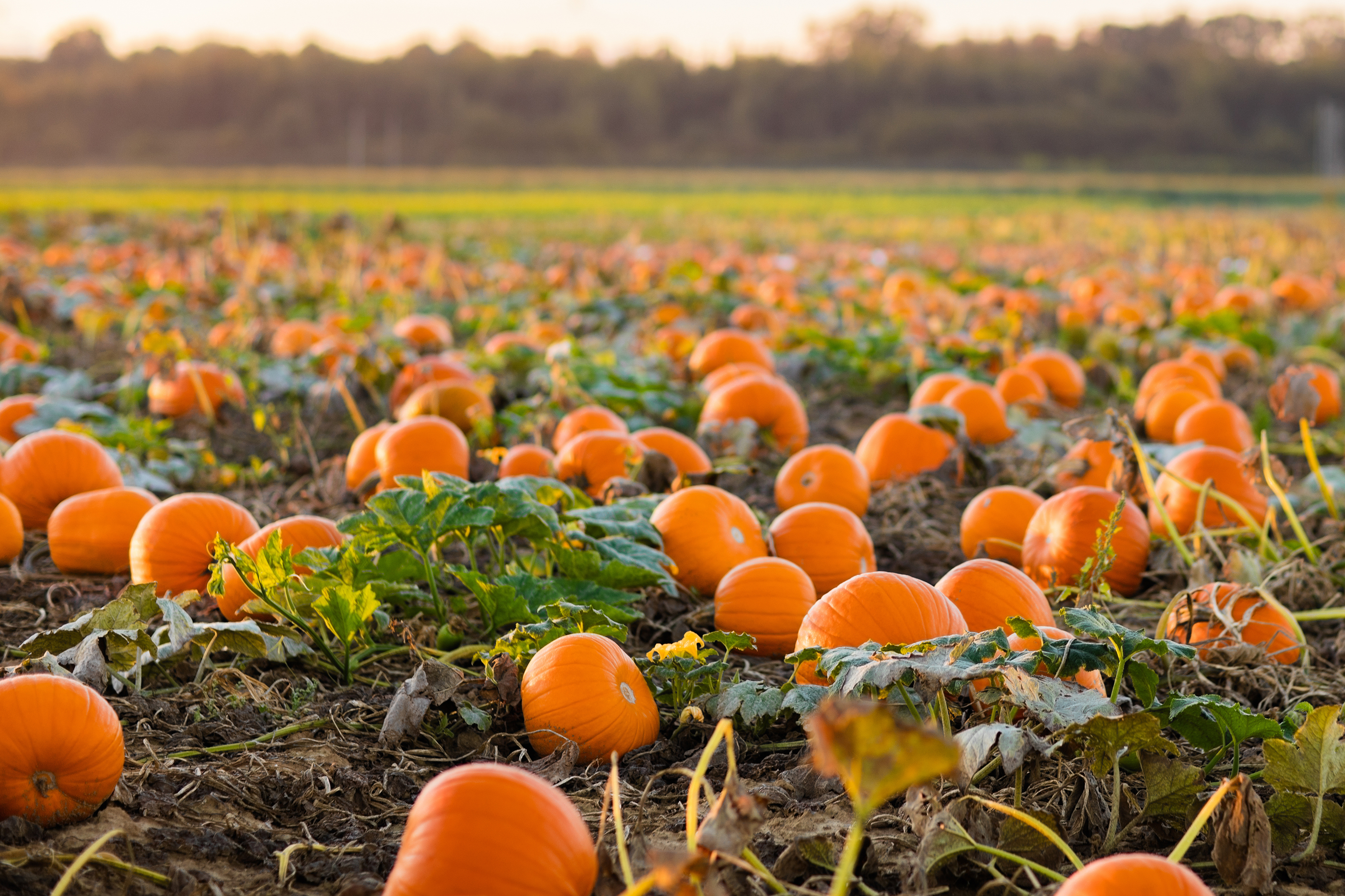 Food Facts 8 Things to Know About Pumpkins  BestFoodFactsorg