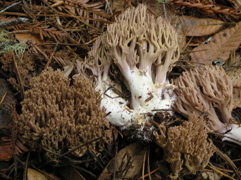 http://upload.wikimedia.org/wikipedia/commons/thumb/c/c6/Ramaria_fennica_31210.jpg/800px-Ramaria_fennica_31210.jpg