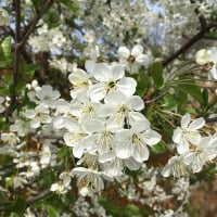 Juniper4
