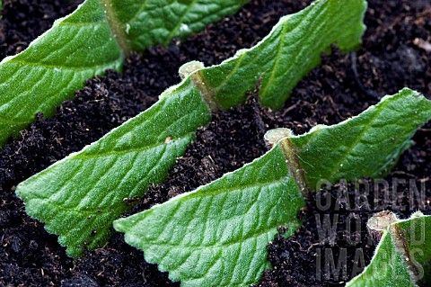 Streptocarpus rexii Leaf cuttings horizontal sections chevrons   Propagating plants Plants Indoor plants