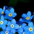 Myosotis23