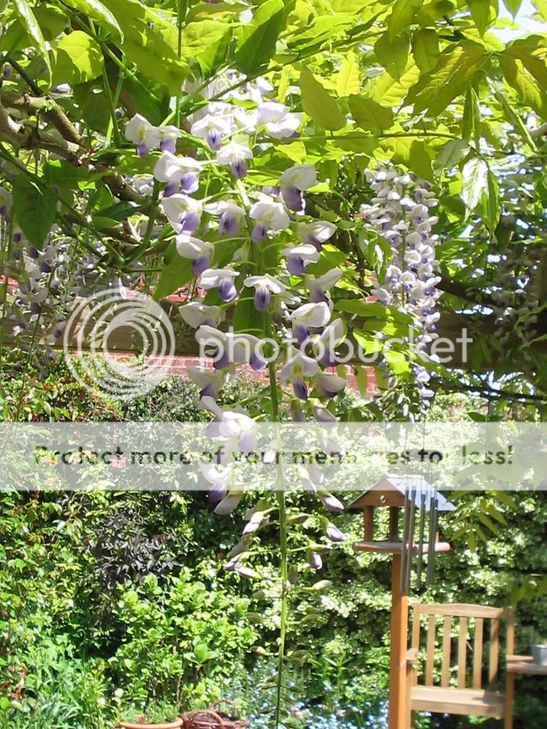 http://i1145.photobucket.com/albums/o502/lavenderlady1/IMG_1824.jpg
