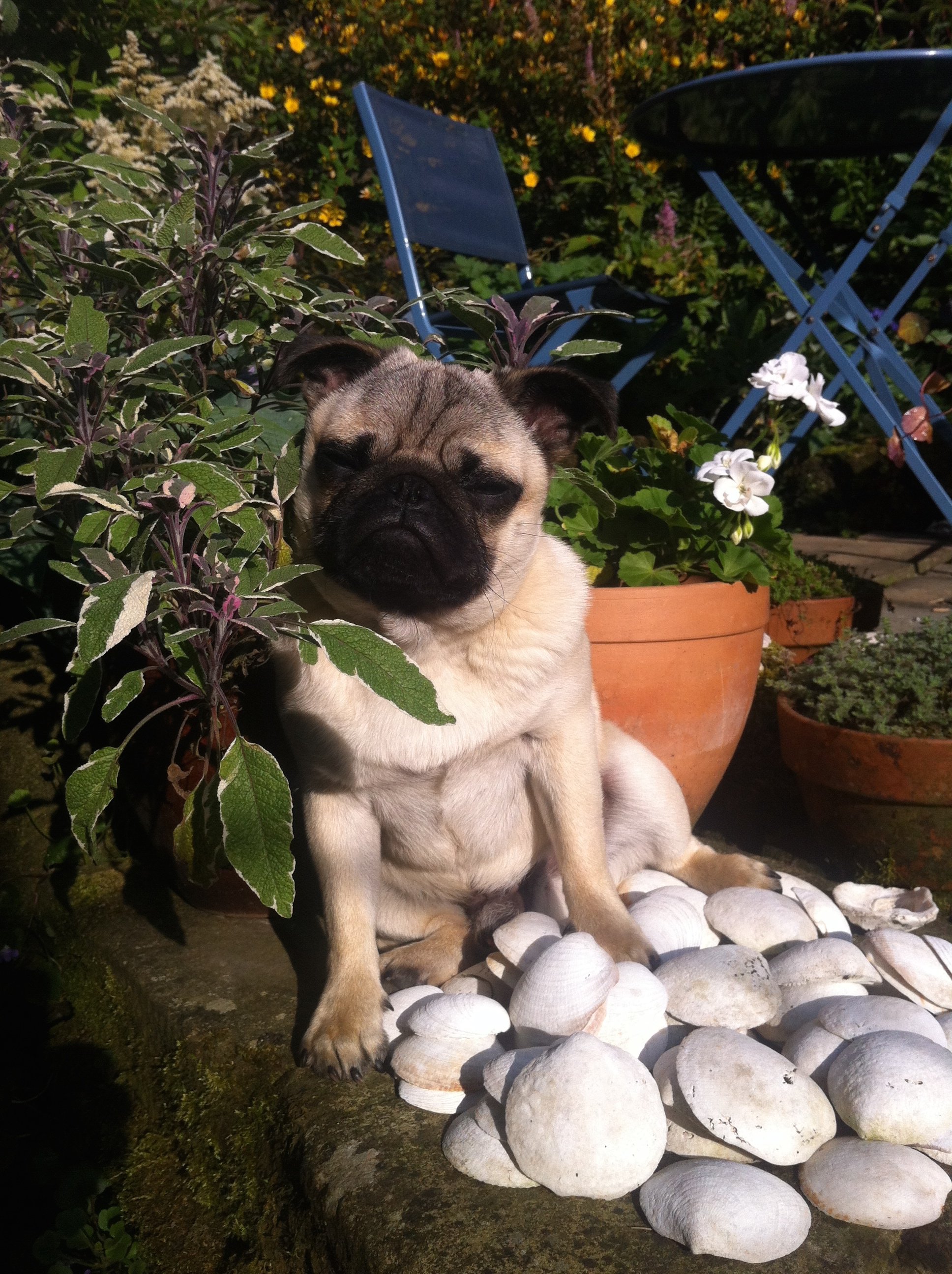 pugslovesun